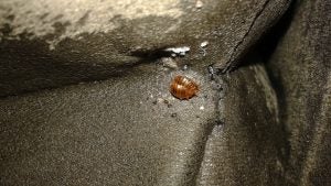 Bed Bugs Having Sex And Their Eggs 300x169