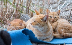 Meet Japan's Amazing Cat Islands: Purr-Fect for Cat Lovers