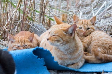 Meet Japan S Amazing Cat Islands Purr Fect For Cat Lovers