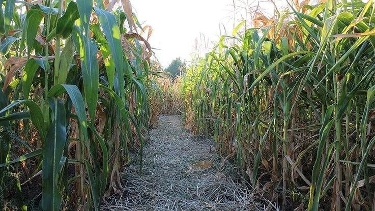 Inside The Corn Maze Labirudza 1