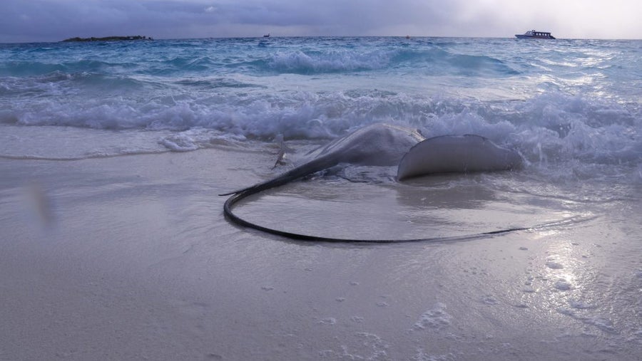 Stingray 4241822 1024x683